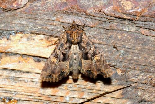 Mesapamea sp.